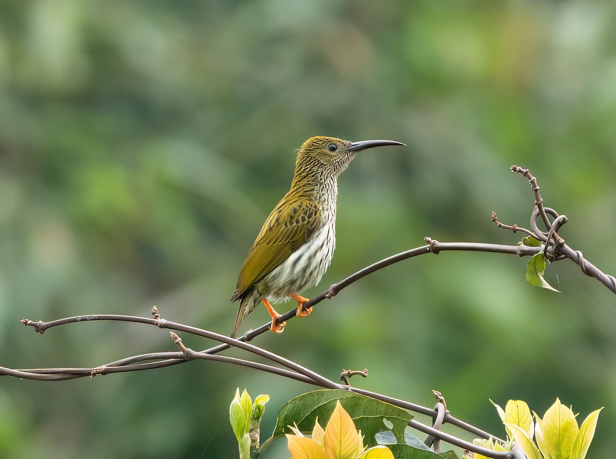 Streaked Spiderhunter - ML583289881