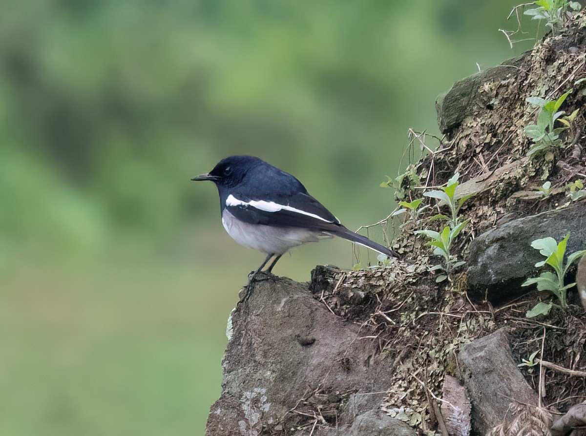 Oriental Magpie-Robin - John Goldie and  Kathy Walter