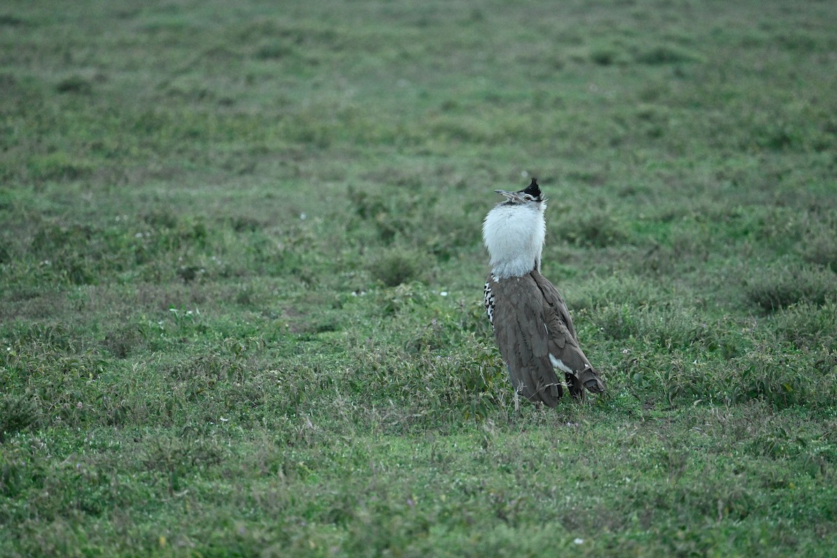 Kori Bustard - ML583291411