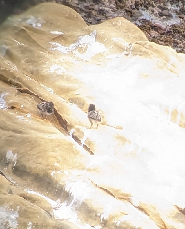 American x Black Oystercatcher (hybrid) - ML583292041