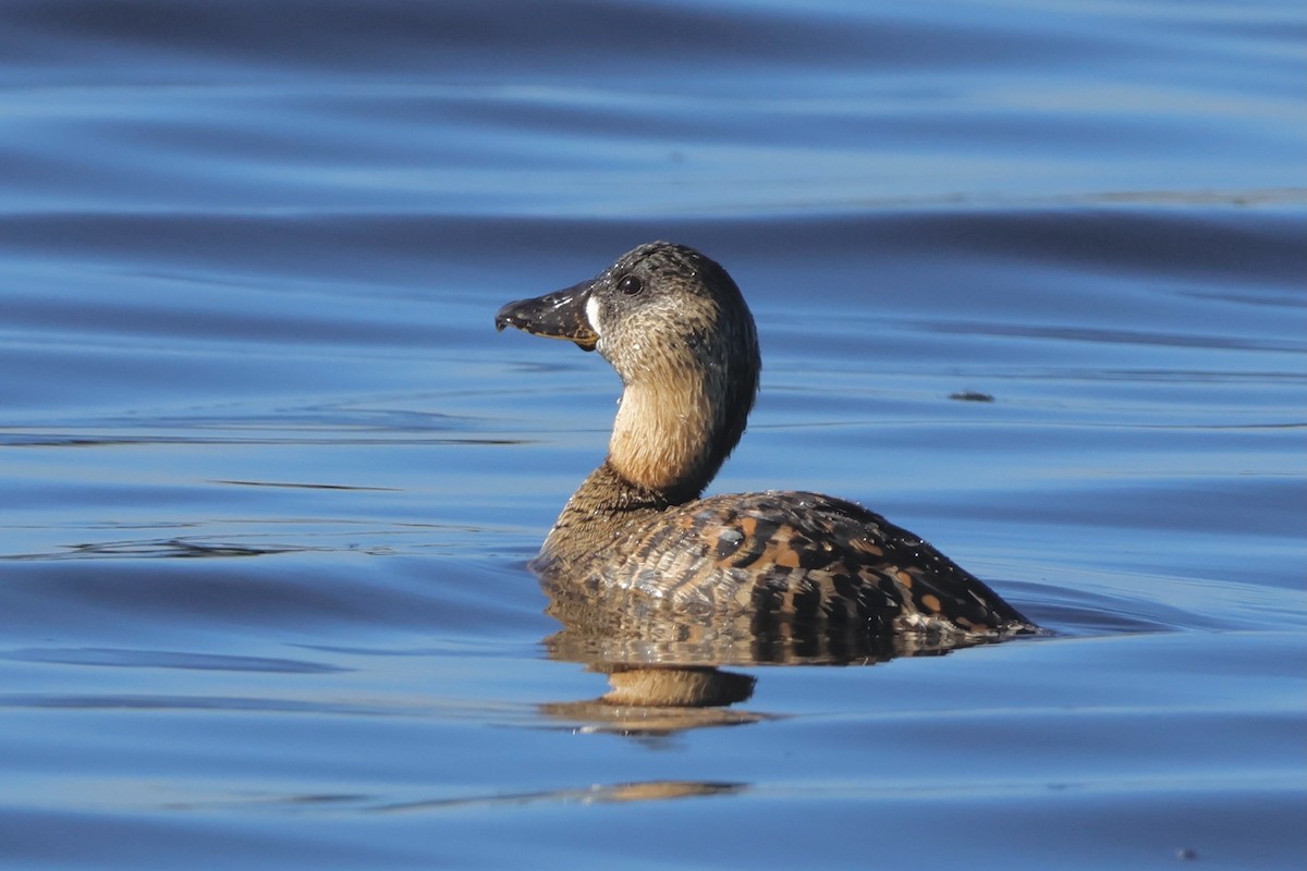 White-backed Duck - ML583292111