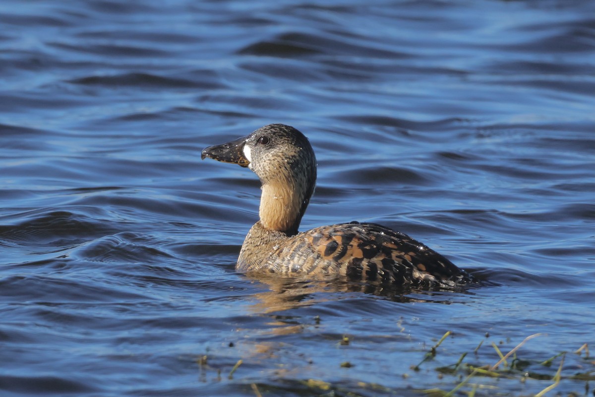 White-backed Duck - ML583292121