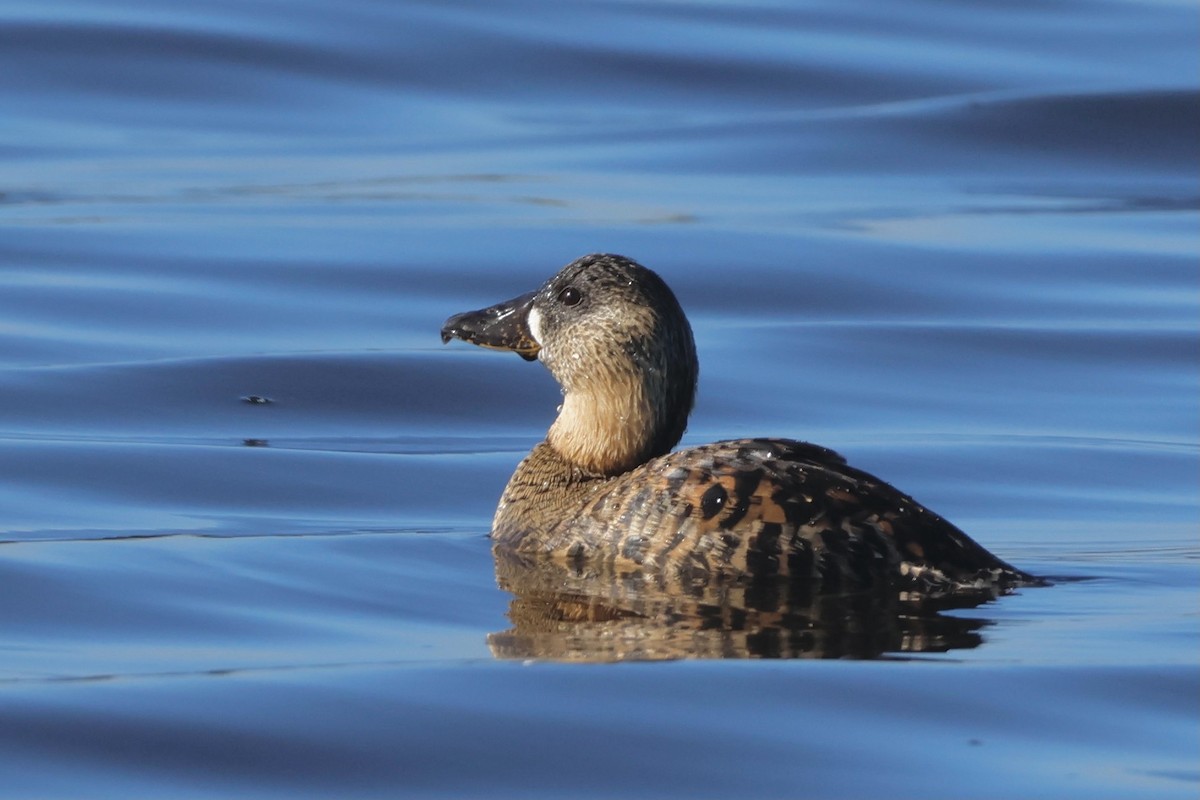 White-backed Duck - ML583292131