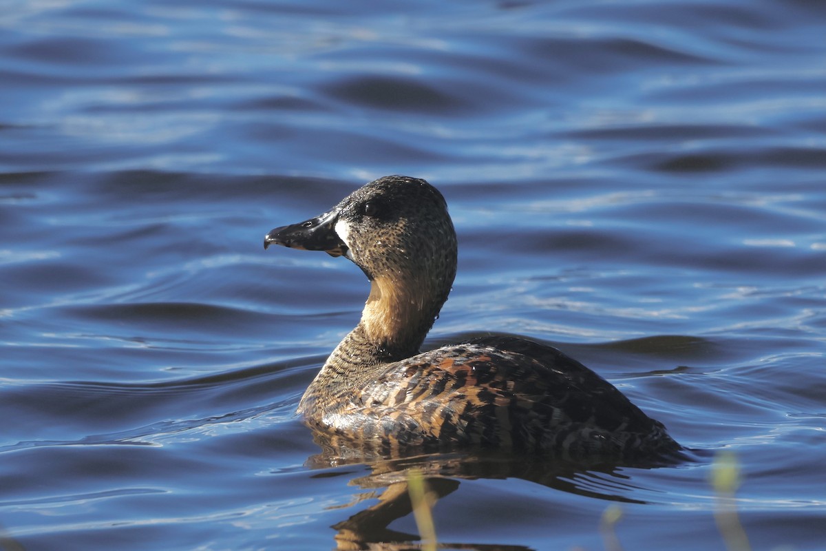 White-backed Duck - ML583292141