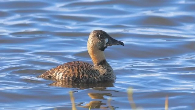 White-backed Duck - ML583292181