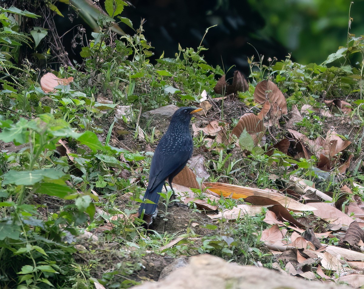 Blue Whistling-Thrush - ML583292461
