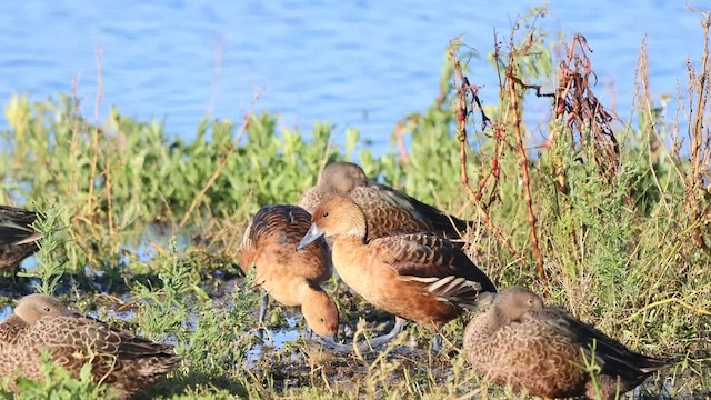 Dendrocygne fauve - ML583293181