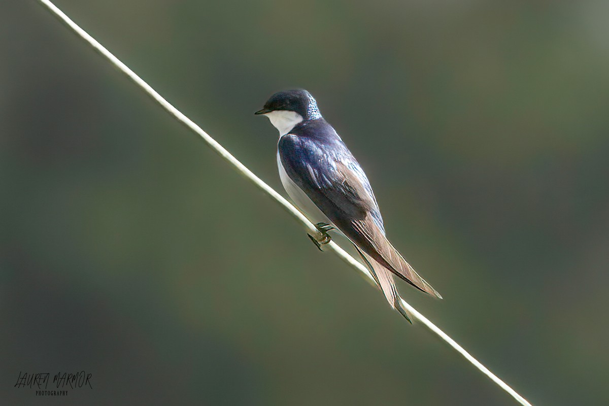 Tree Swallow - ML583293201