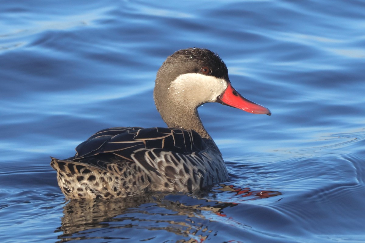 Red-billed Duck - ML583293901