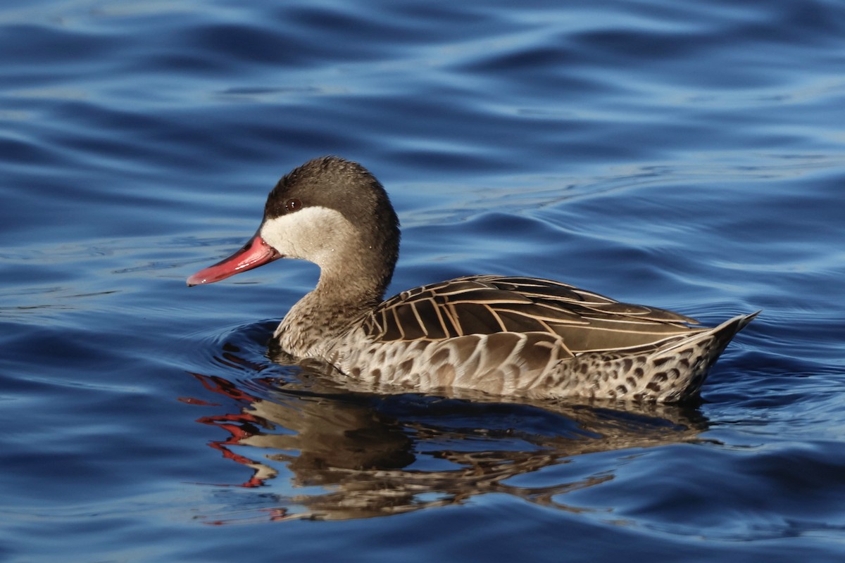 Red-billed Duck - ML583293911