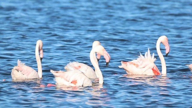 Greater Flamingo - ML583294781