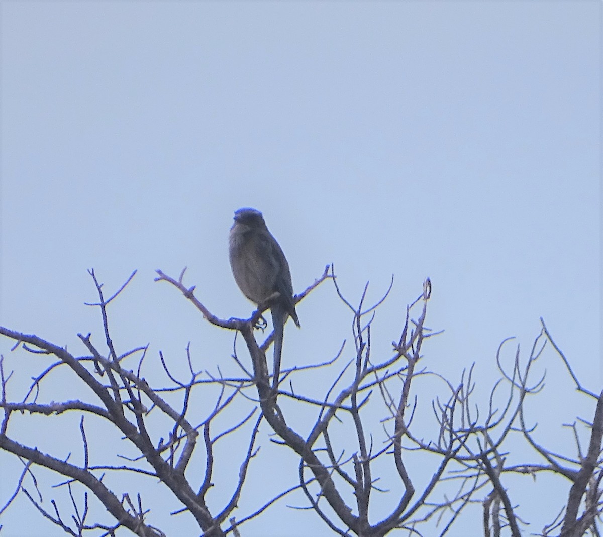 Woodhouse's Scrub-Jay - ML583294801