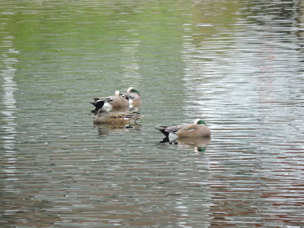 American Wigeon - ML583294841