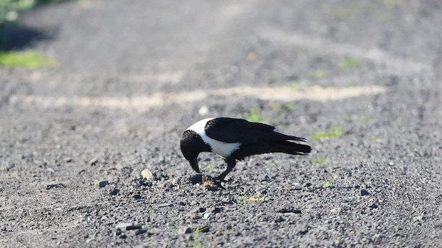 Pied Crow - ML583295061
