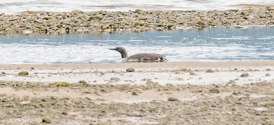 Red-throated Loon - ML583295451