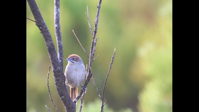 Sphénoèque du Cap - ML583295941