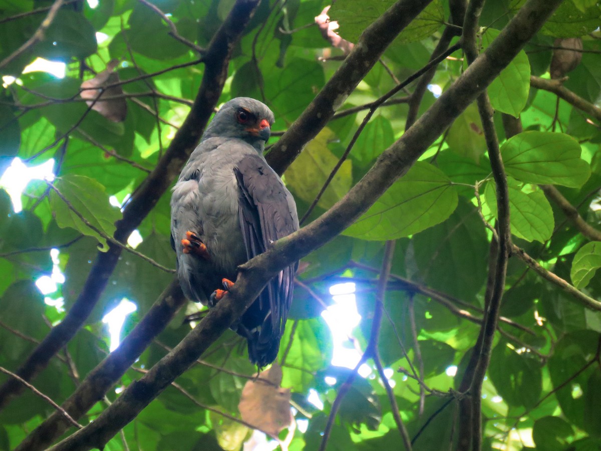 Plumbeous Hawk - ML583296661