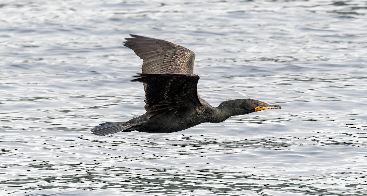 Double-crested Cormorant - ML583296991