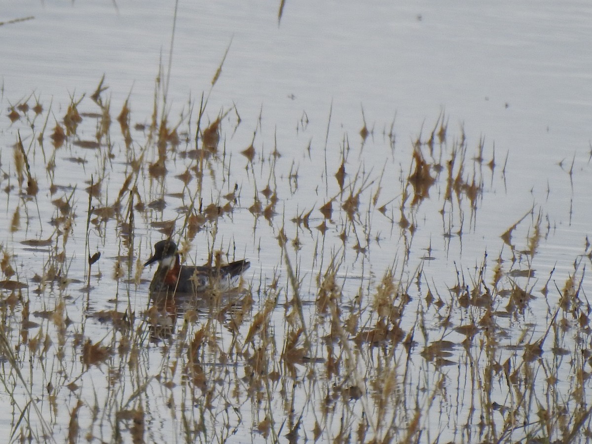 Red-necked Phalarope - ML583300321