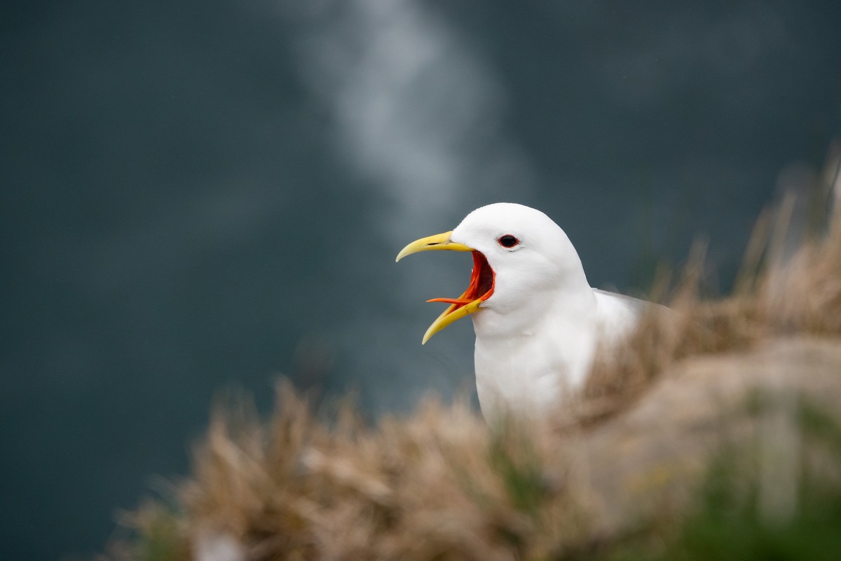 Black-legged Kittiwake - ML583300891