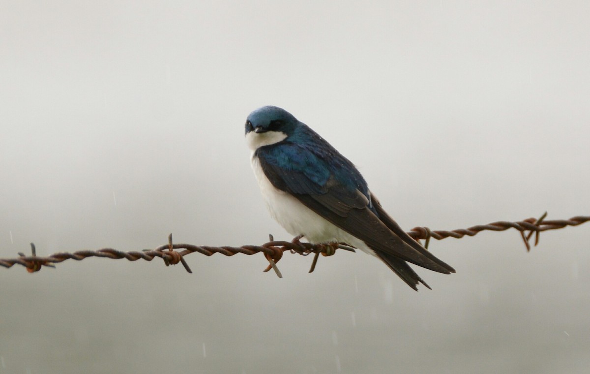 Golondrina Bicolor - ML58330101