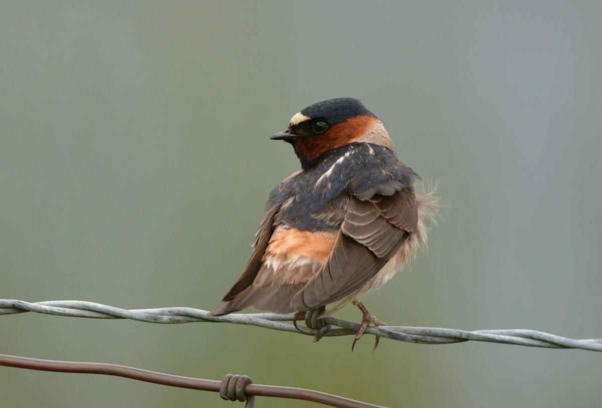 Cliff Swallow - ML58330161