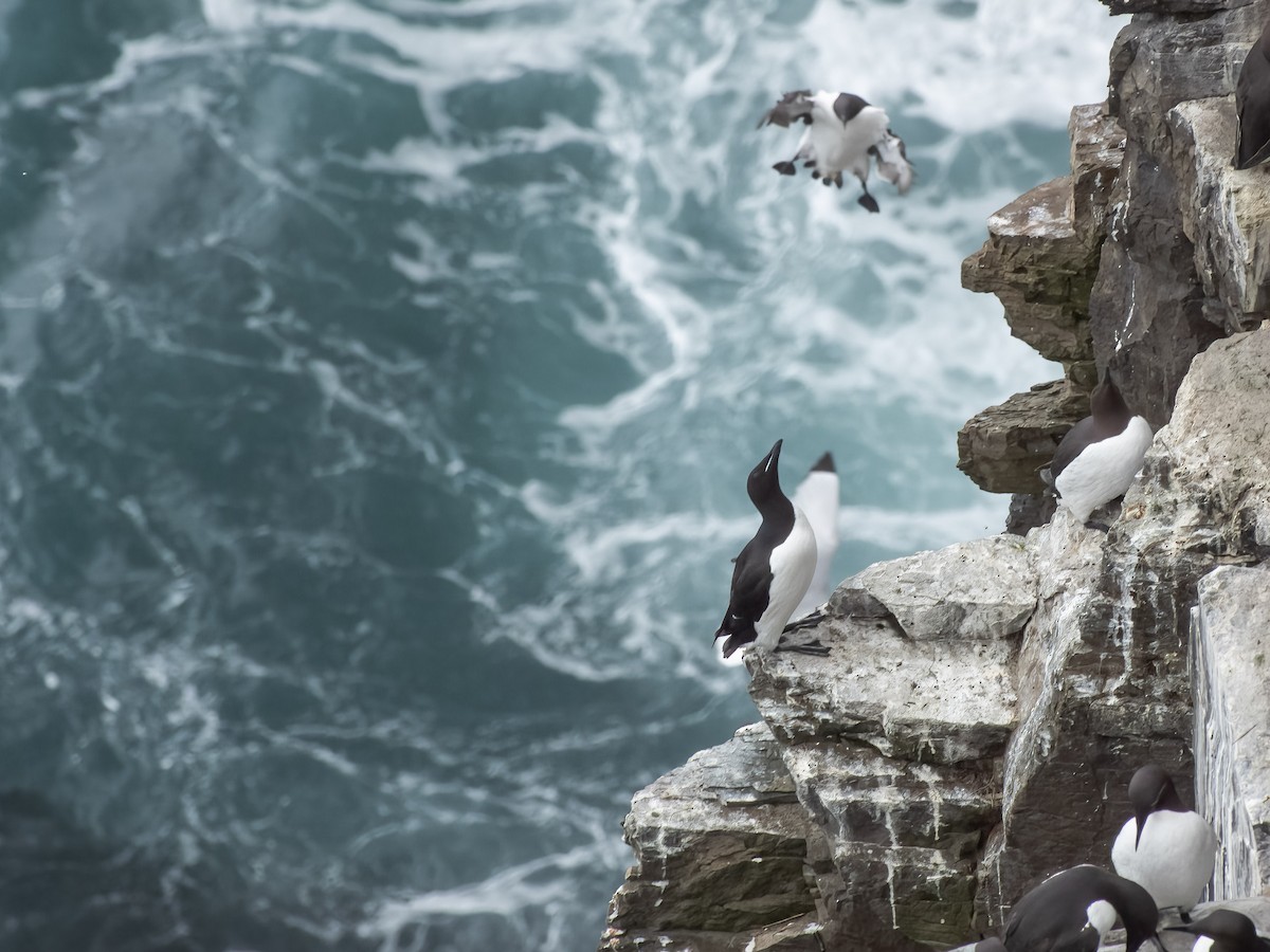 Толстоклювая кайра - ML583301691