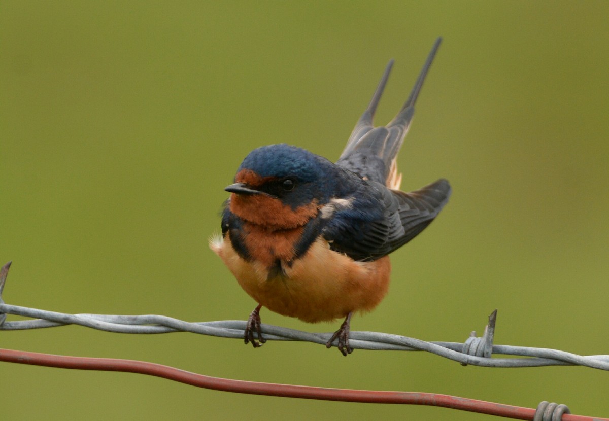Barn Swallow - Christopher Clark