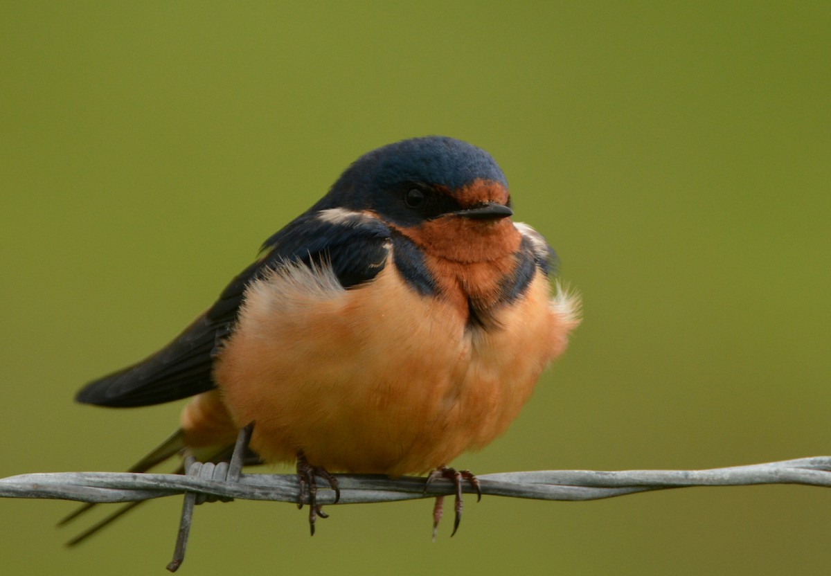 Barn Swallow - ML58330211