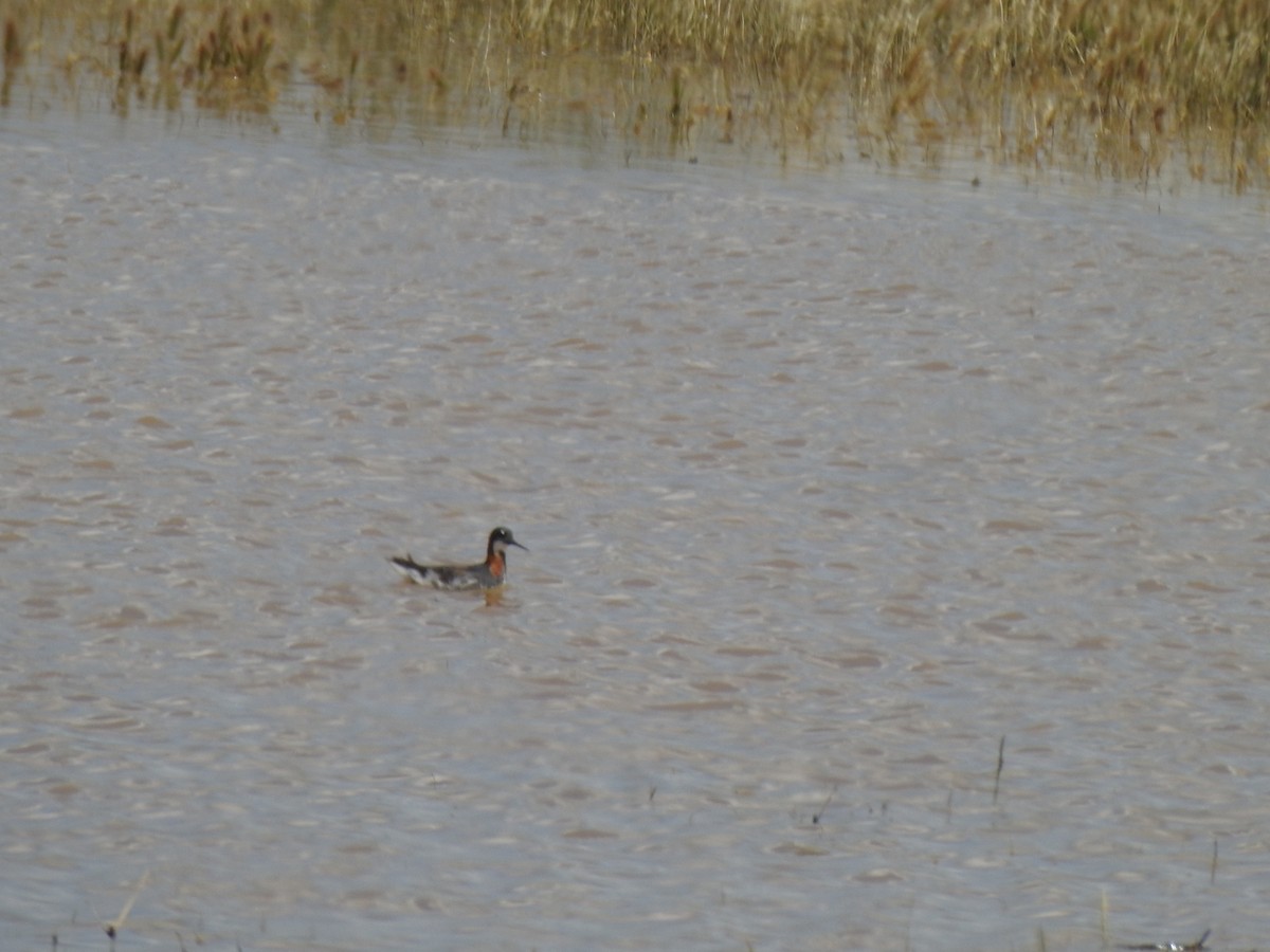 Red-necked Phalarope - ML583302541