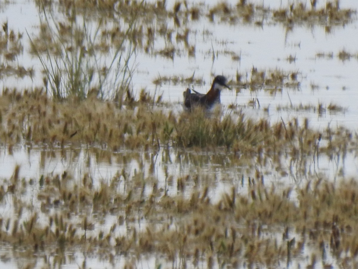 Red-necked Phalarope - Marta Losada