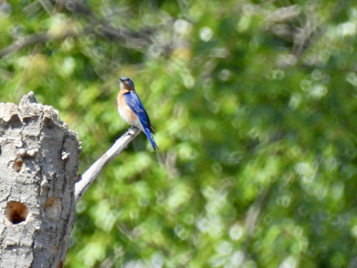 Eastern Bluebird - ML583302591