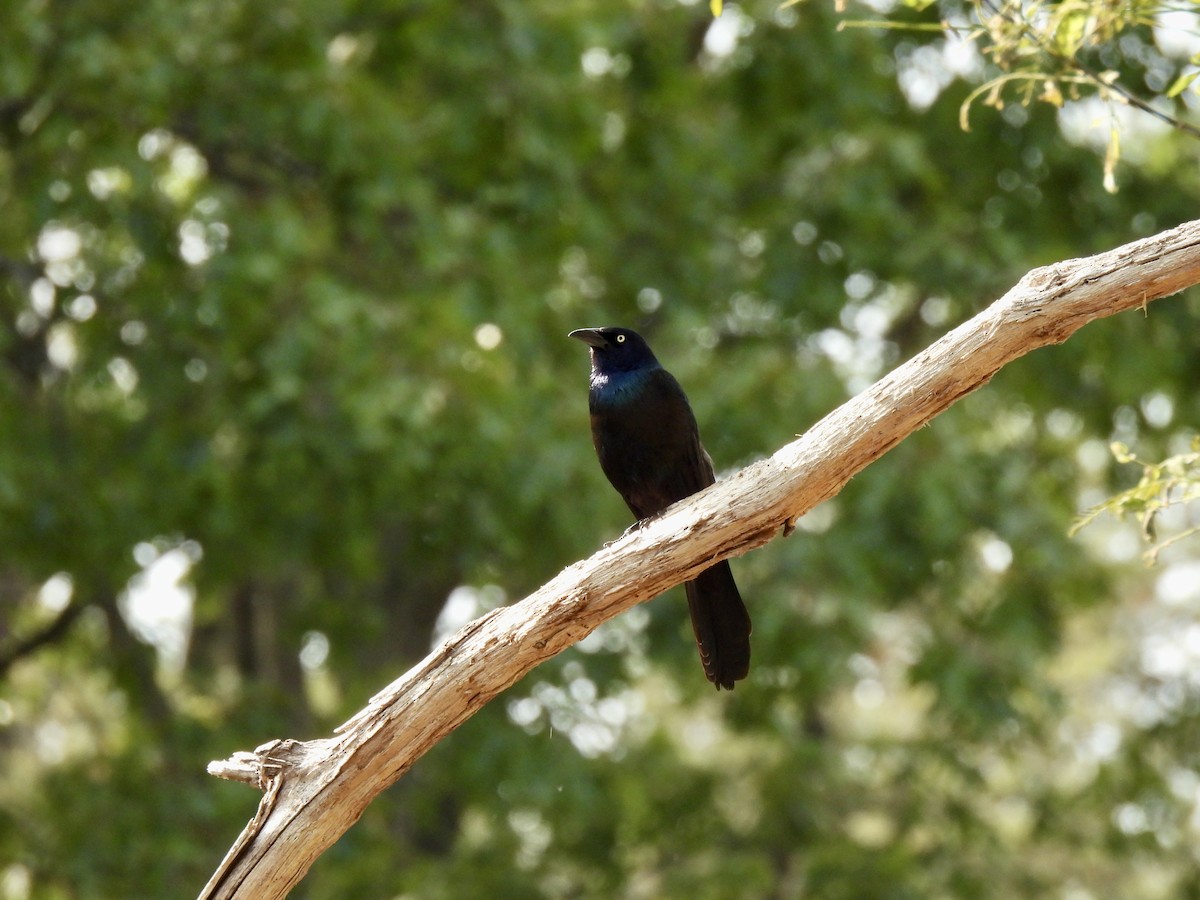 Common Grackle - ML583302931