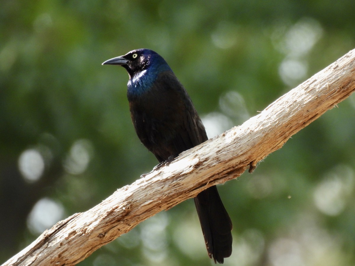 Common Grackle - ML583302951