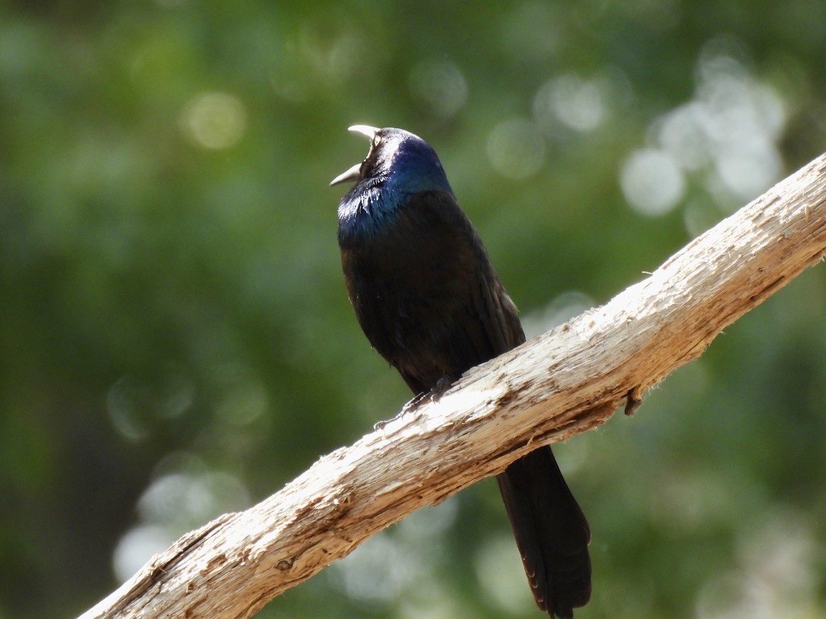 Common Grackle - ML583302961