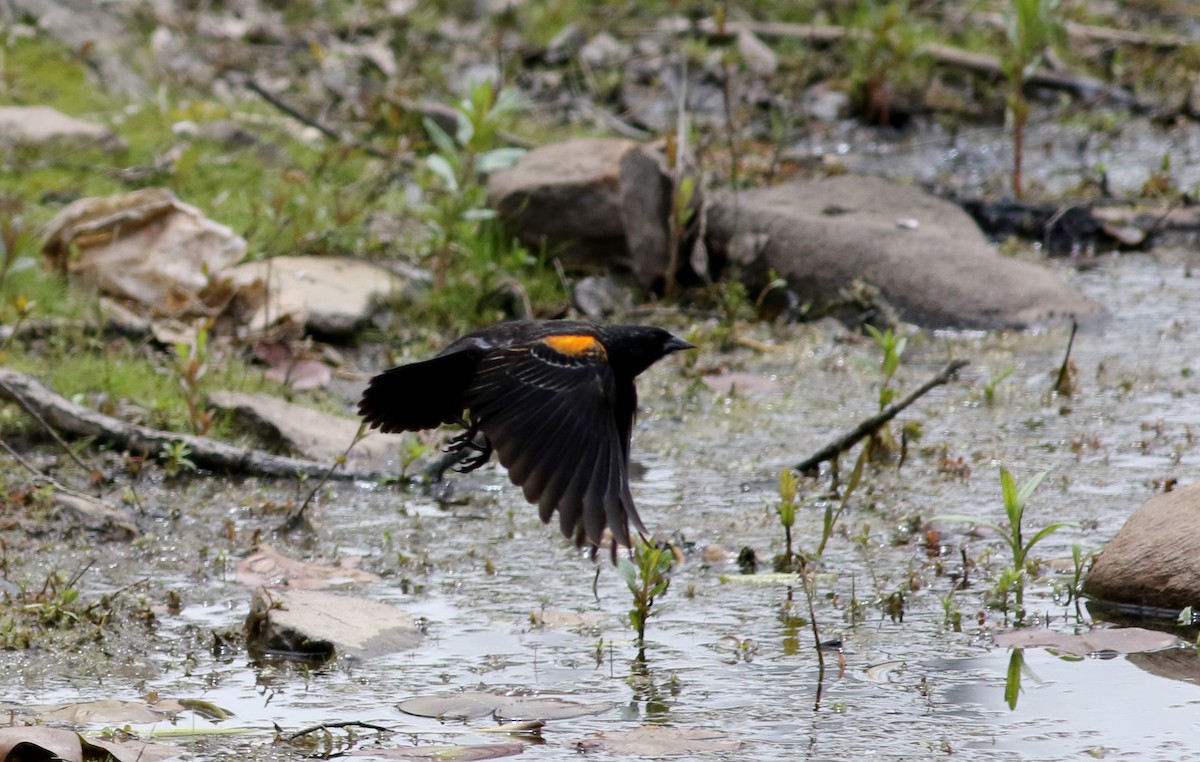 Red-winged Blackbird (Red-winged) - ML58330341