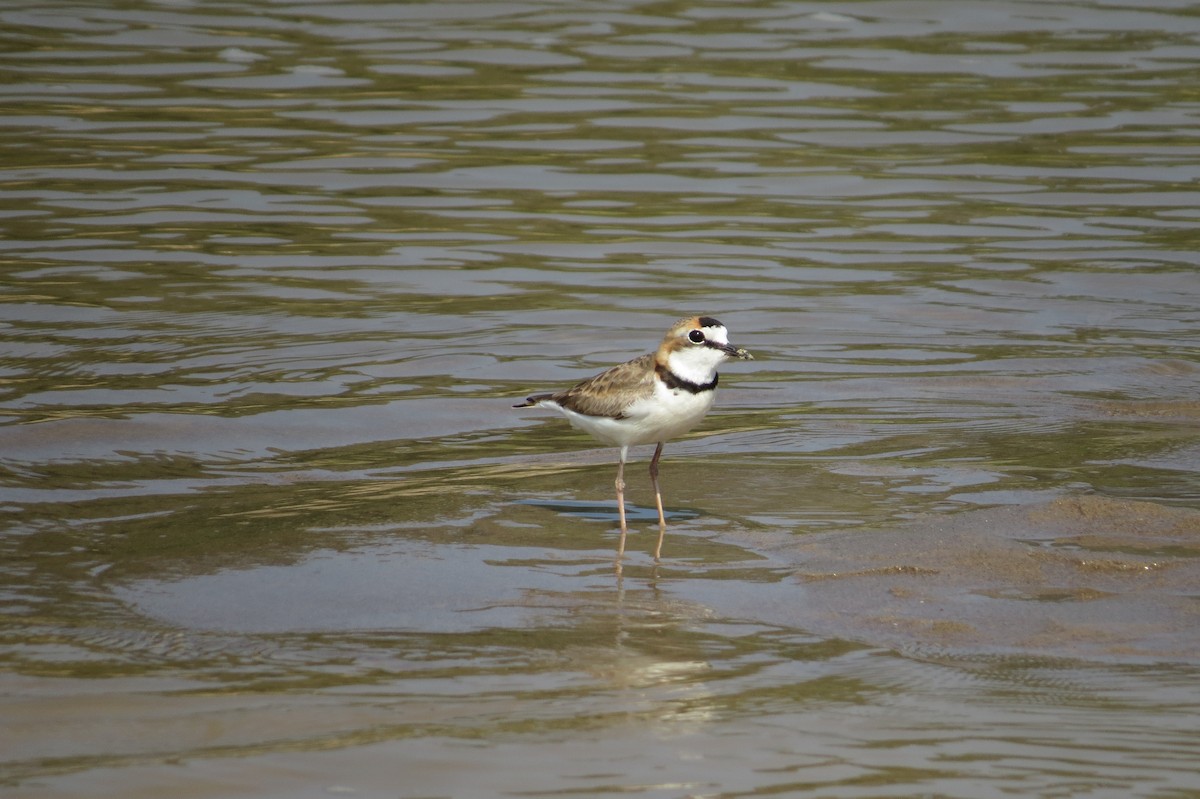 Collared Plover - ML583303911