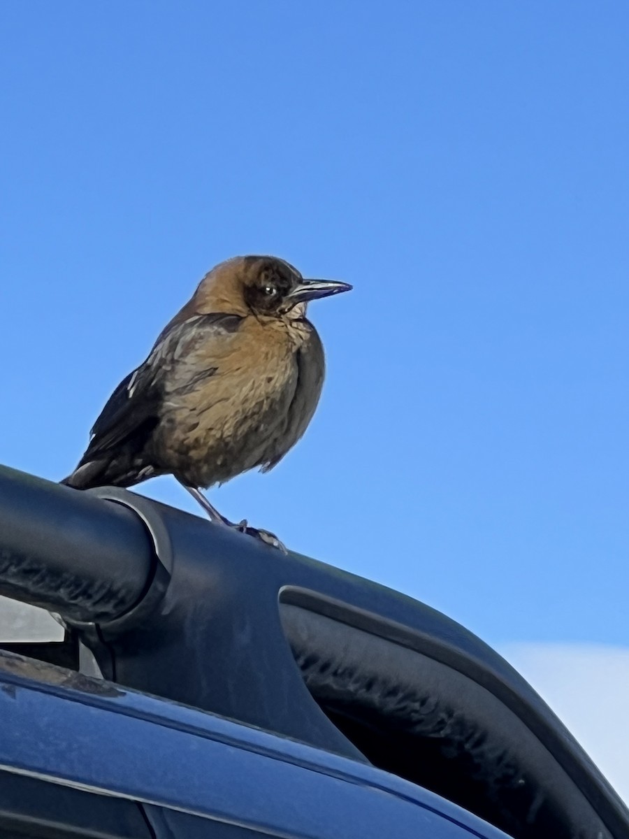 Great-tailed Grackle - Wendy Sanborn