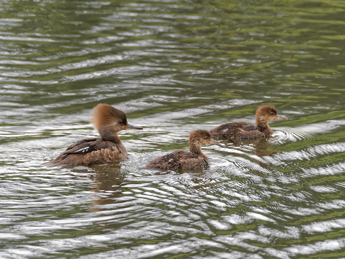 Hooded Merganser - ML583304611