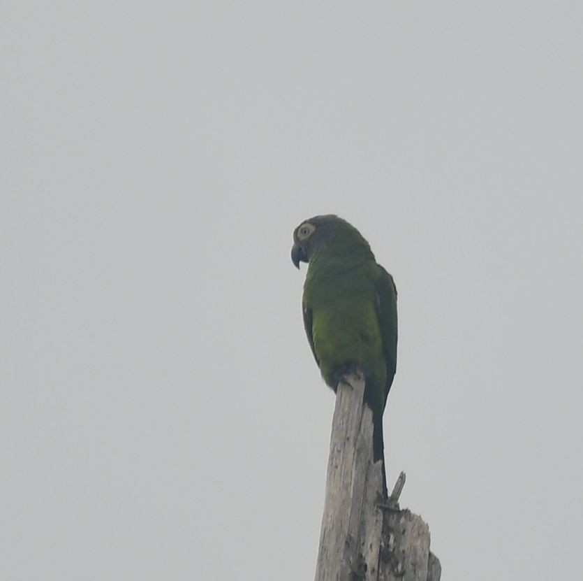 Aratinga Cabecifusca - ML583304631