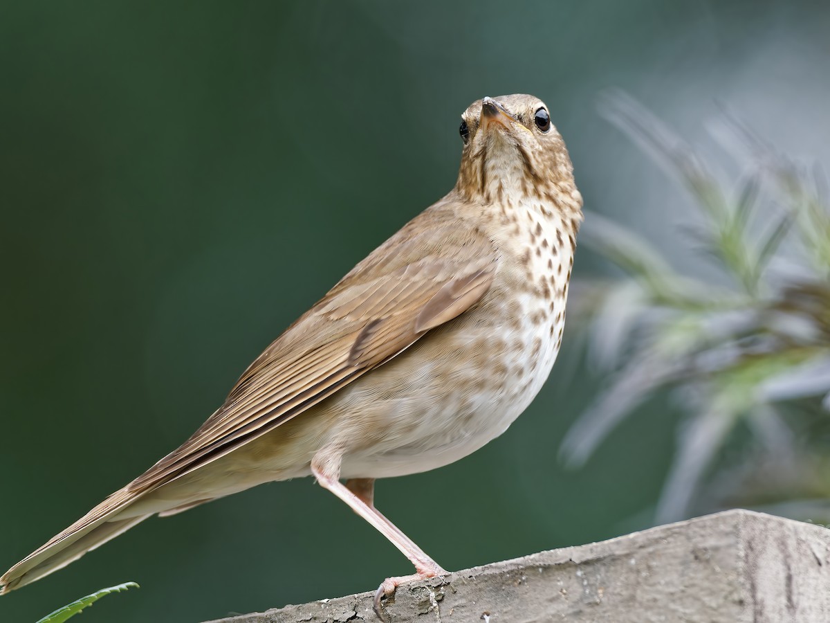 Swainson's Thrush (Russet-backed) - ML583304681