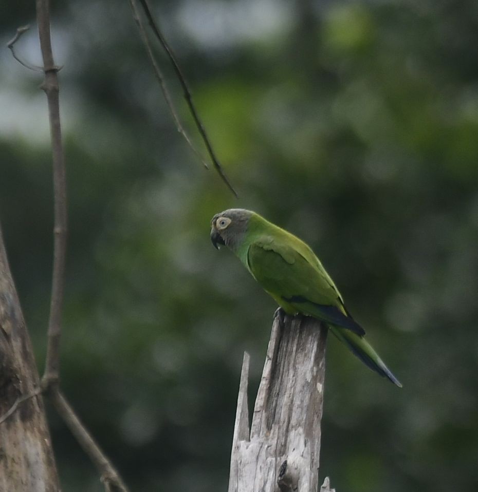 Dusky-headed Parakeet - ML583304941