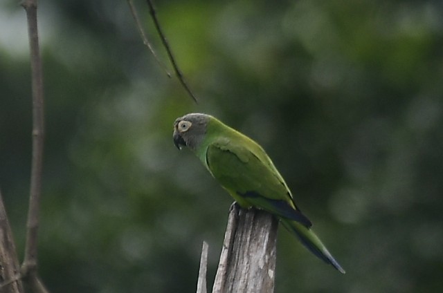 Aratinga Cabecifusca - ML583305101