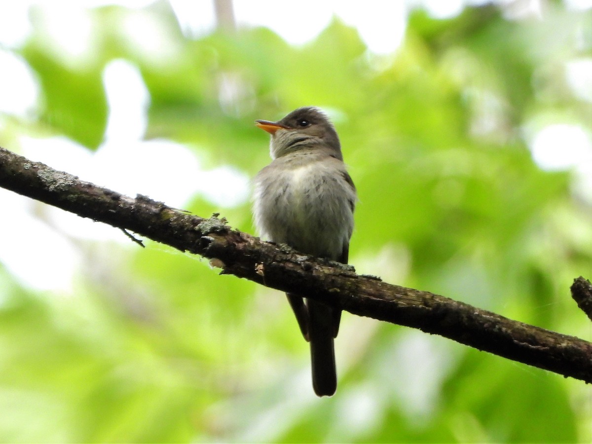 Eastern Wood-Pewee - ML583305181