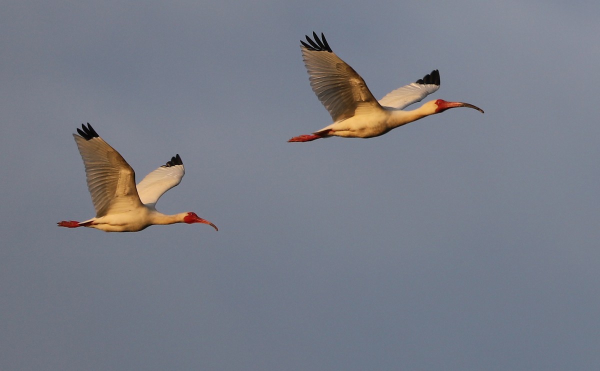 White Ibis - ML583305391