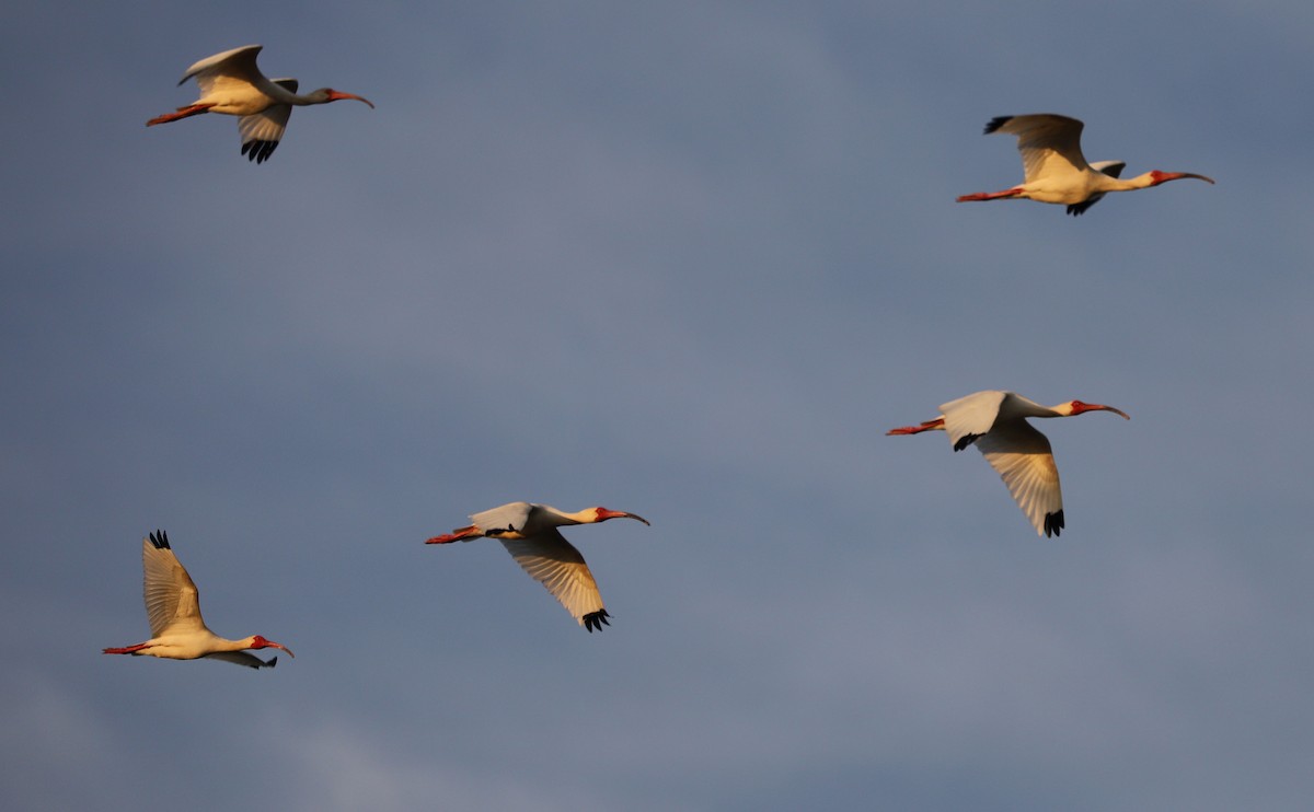 White Ibis - ML583305451