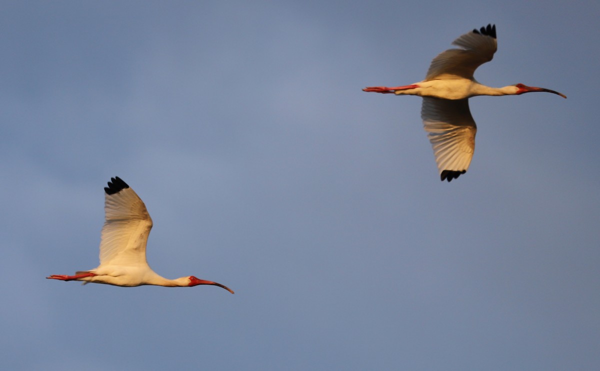 White Ibis - ML583305481