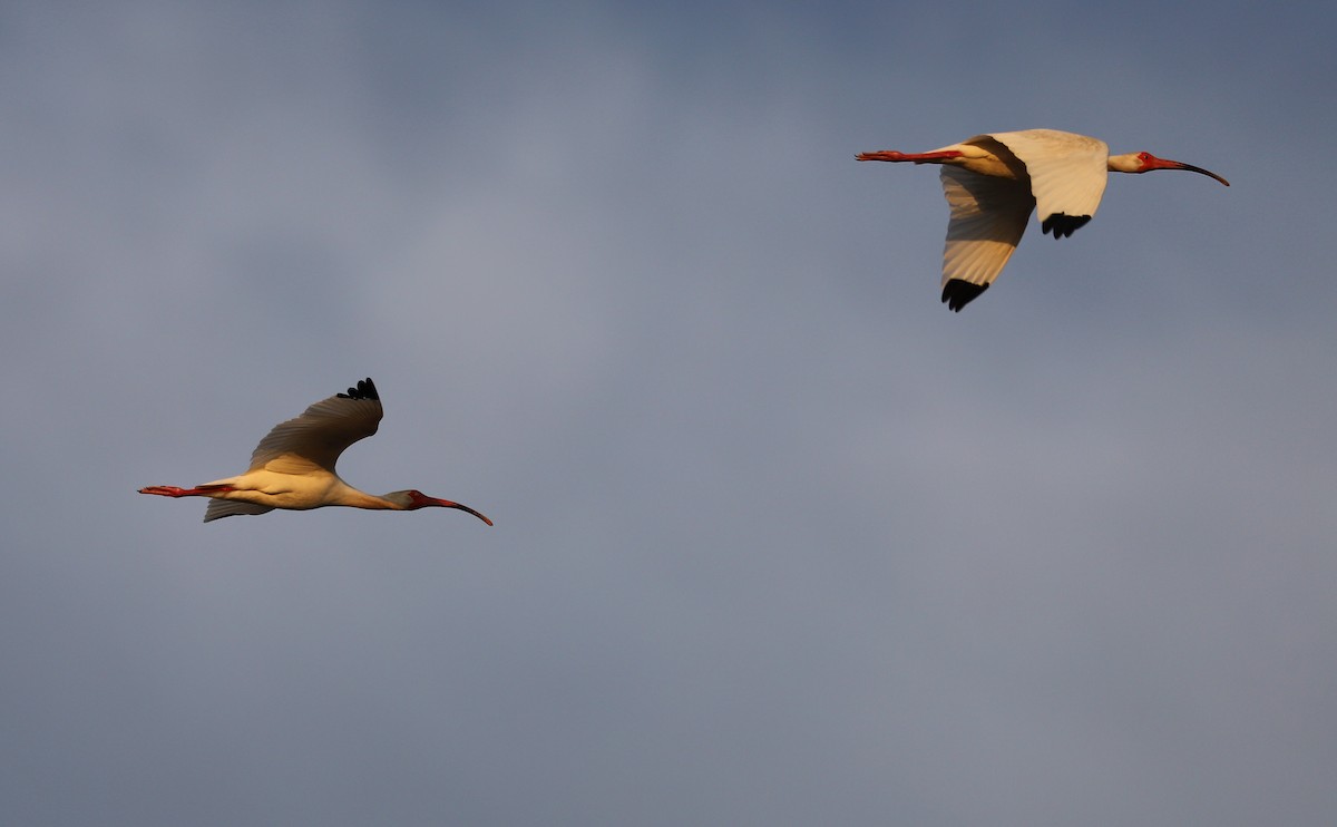 White Ibis - ML583305561