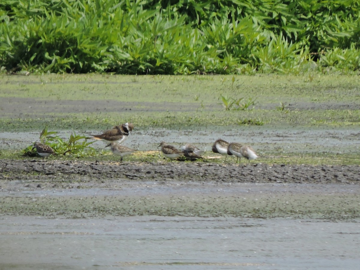 Semipalmated Sandpiper - ML583307161