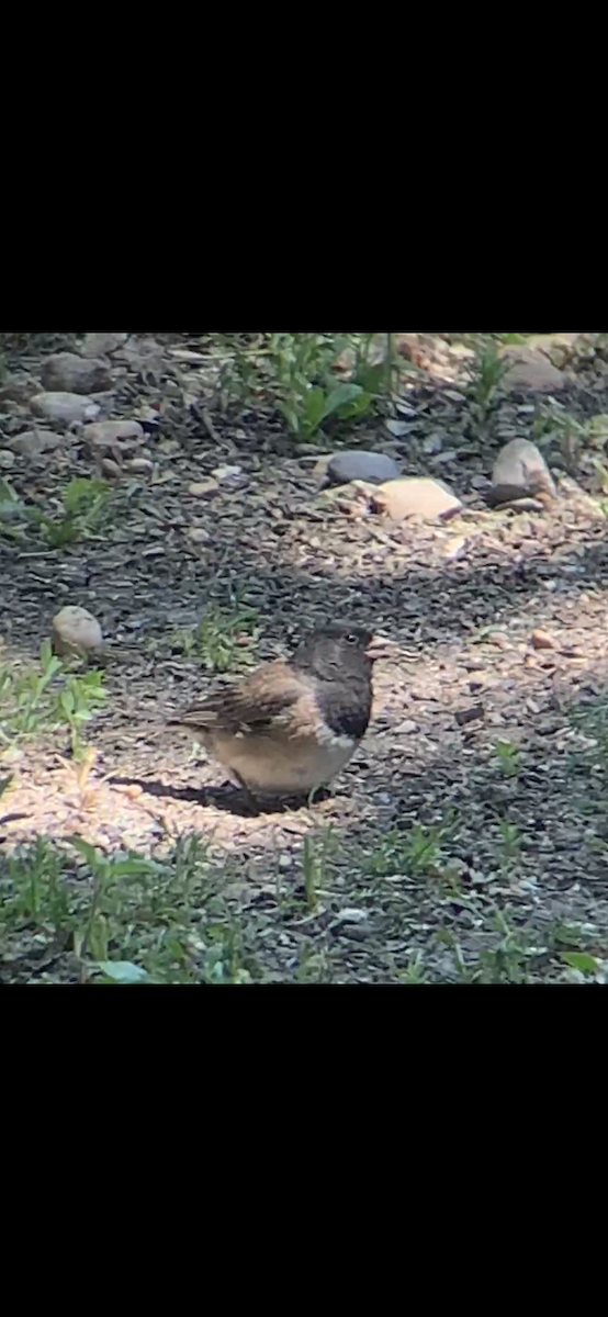 Dark-eyed Junco - ML583307391